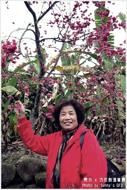 ▌季節限定．雲林．古坑劍湖賞櫻記 ▌