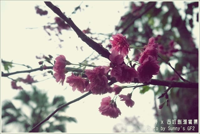 ▌季節限定．雲林．古坑劍湖賞櫻記 ▌