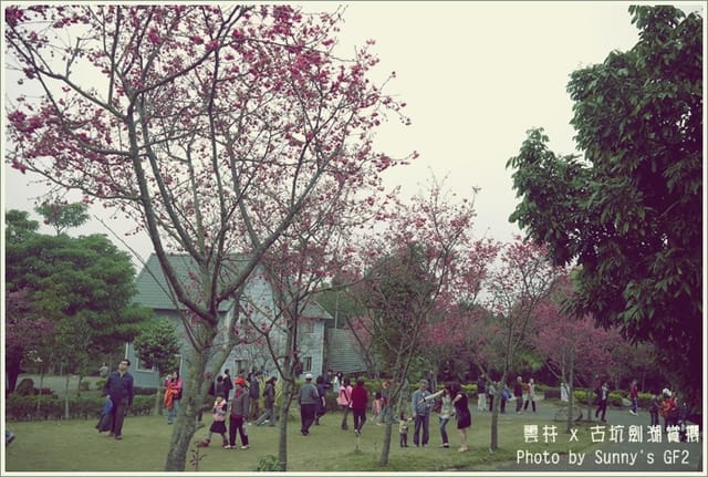 ▌季節限定．雲林．古坑劍湖賞櫻記 ▌