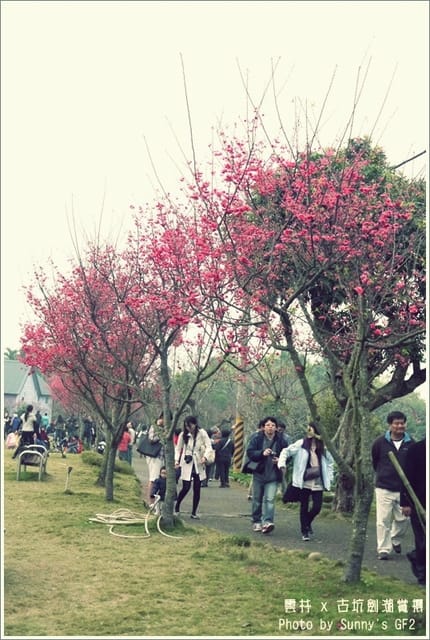 ▌季節限定．雲林．古坑劍湖賞櫻記 ▌