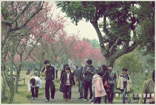 ▌季節限定．雲林．古坑劍湖賞櫻記 ▌