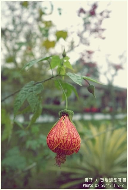 ▌季節限定．雲林．古坑劍湖賞櫻記 ▌