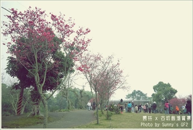 ▌季節限定．雲林．古坑劍湖賞櫻記 ▌