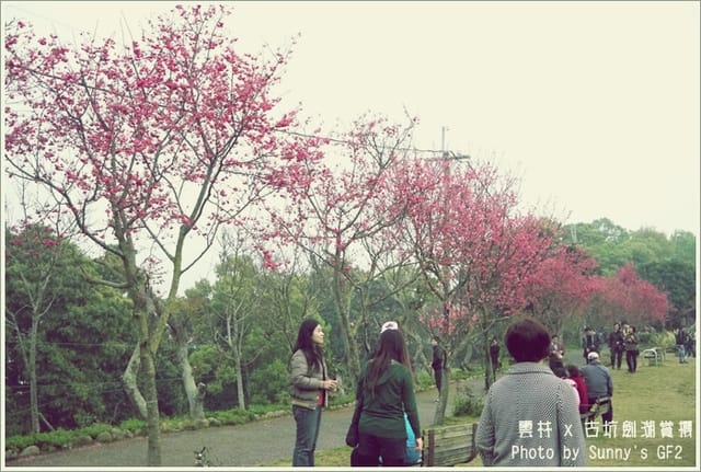 ▌季節限定．雲林．古坑劍湖賞櫻記 ▌