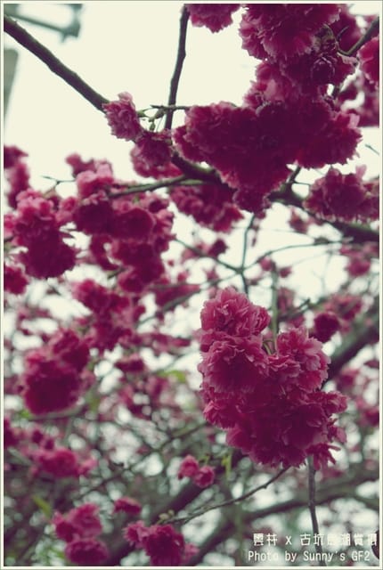 ▌季節限定．雲林．古坑劍湖賞櫻記 ▌