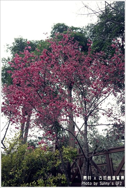 ▌季節限定．雲林．古坑劍湖賞櫻記 ▌