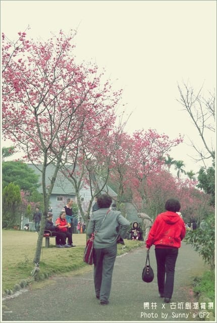 ▌季節限定．雲林．古坑劍湖賞櫻記 ▌