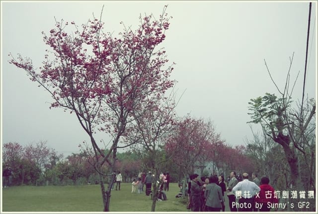 ▌季節限定．雲林．古坑劍湖賞櫻記 ▌