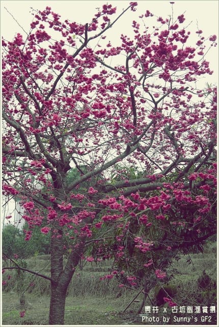 ▌季節限定．雲林．古坑劍湖賞櫻記 ▌