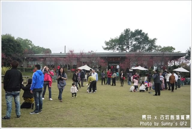 ▌季節限定．雲林．古坑劍湖賞櫻記 ▌
