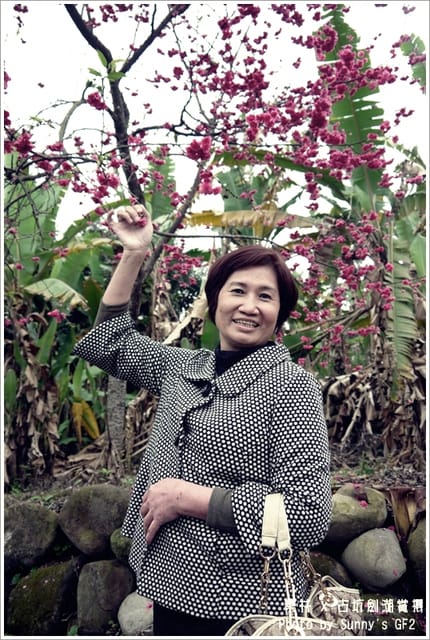 ▌季節限定．雲林．古坑劍湖賞櫻記 ▌