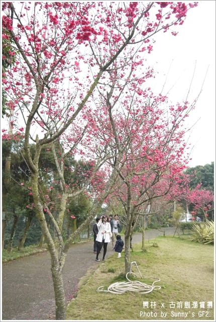 ▌季節限定．雲林．古坑劍湖賞櫻記 ▌