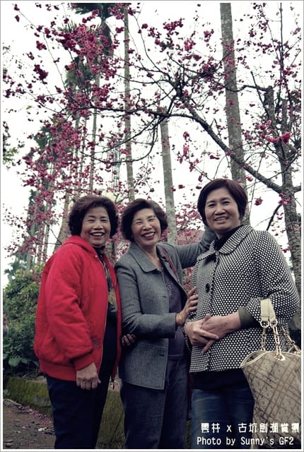 ▌季節限定．雲林．古坑劍湖賞櫻記 ▌