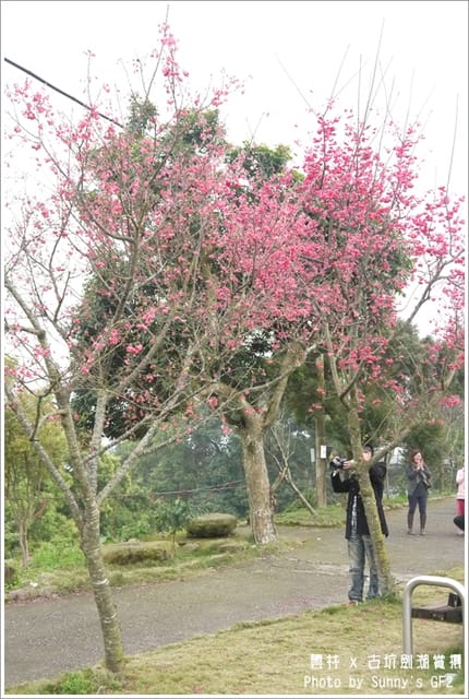 ▌季節限定．雲林．古坑劍湖賞櫻記 ▌