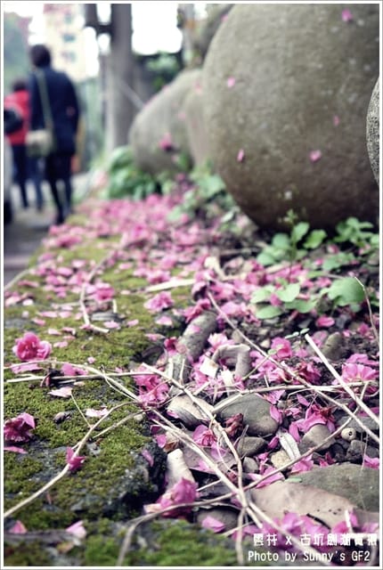 ▌季節限定．雲林．古坑劍湖賞櫻記 ▌