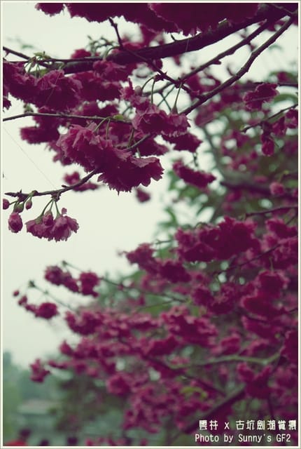 ▌季節限定．雲林．古坑劍湖賞櫻記 ▌