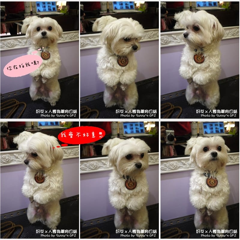 ▌柚子人妻偽單身日誌．同場加映”百吃不厭之白話文學義大利麵”  ▌