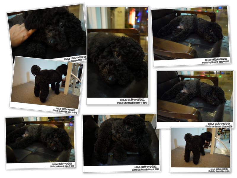 ▌嘉義．蜜糖吐司．拉薇咖啡與我 ▌