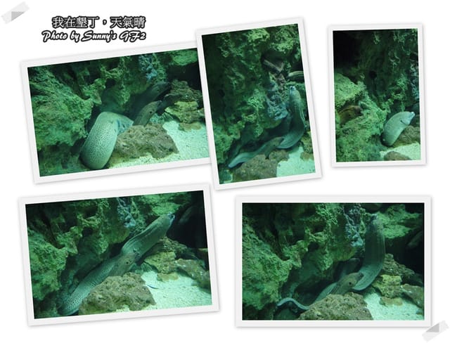 ▌墾丁兩天一夜自由行．Day1 一整個是海生館寫真 ▌