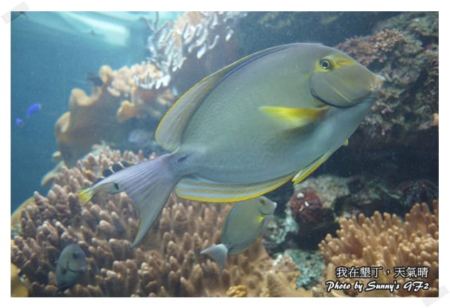 ▌墾丁兩天一夜自由行．Day1 一整個是海生館寫真 ▌