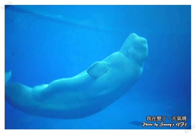 ▌墾丁兩天一夜自由行．Day1 一整個是海生館寫真 ▌