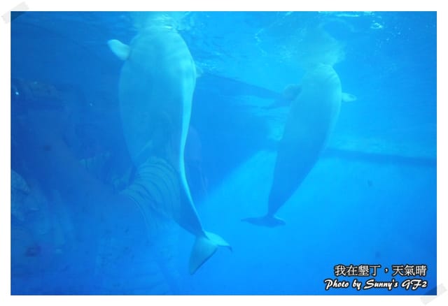 ▌墾丁兩天一夜自由行．Day1 一整個是海生館寫真 ▌