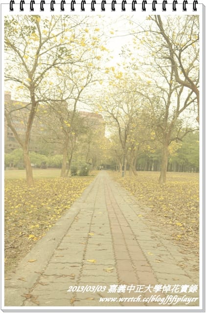 ▌嘉義．賞花不成學黛玉葬花 / 同場加映．旺萊山鳳梨酥 ▌