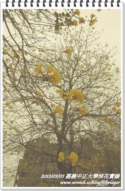 ▌嘉義．賞花不成學黛玉葬花 / 同場加映．旺萊山鳳梨酥 ▌