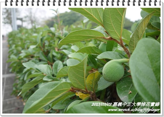 ▌嘉義．賞花不成學黛玉葬花 / 同場加映．旺萊山鳳梨酥 ▌