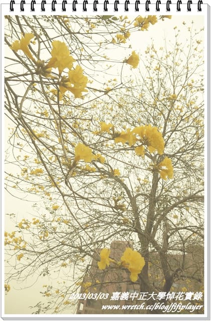 ▌嘉義．賞花不成學黛玉葬花 / 同場加映．旺萊山鳳梨酥 ▌