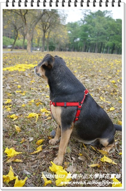 ▌嘉義．賞花不成學黛玉葬花 / 同場加映．旺萊山鳳梨酥 ▌