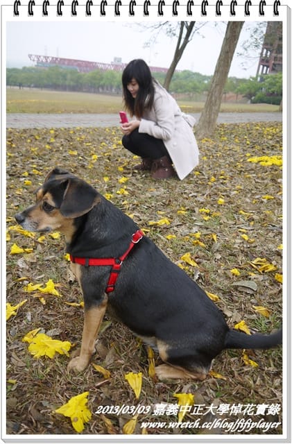 ▌嘉義．賞花不成學黛玉葬花 / 同場加映．旺萊山鳳梨酥 ▌