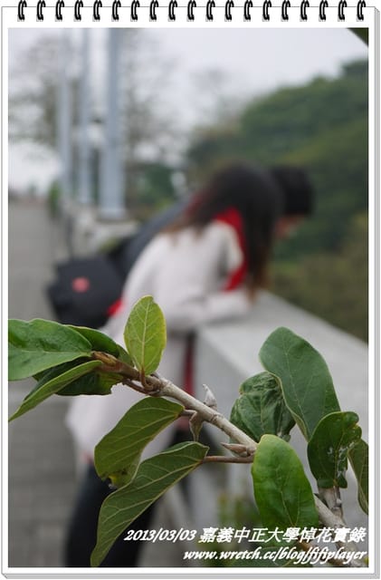 ▌嘉義．賞花不成學黛玉葬花 / 同場加映．旺萊山鳳梨酥 ▌