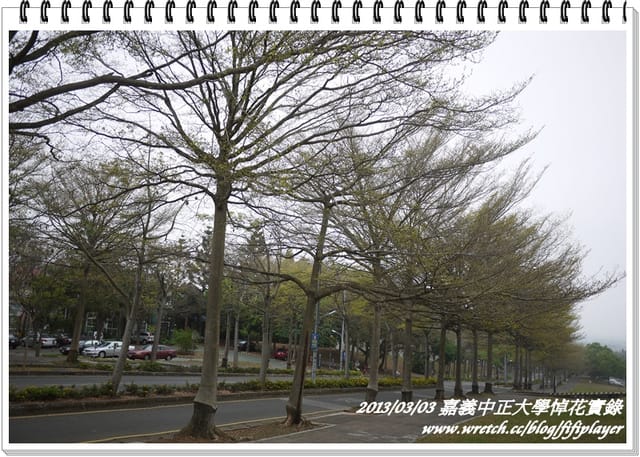 ▌嘉義．賞花不成學黛玉葬花 / 同場加映．旺萊山鳳梨酥 ▌