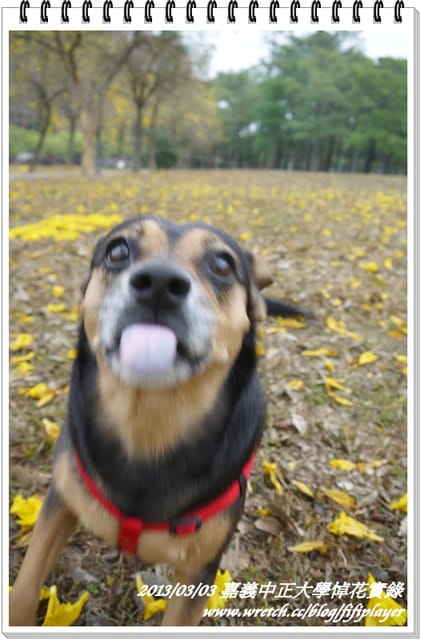 ▌嘉義．賞花不成學黛玉葬花 / 同場加映．旺萊山鳳梨酥 ▌