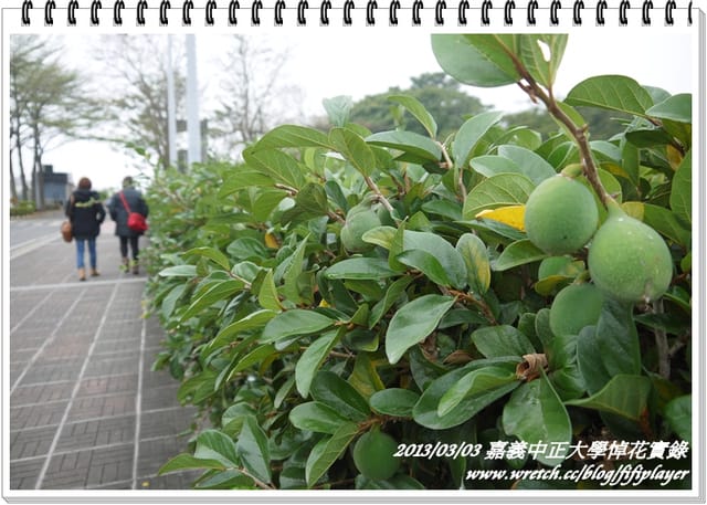 ▌嘉義．賞花不成學黛玉葬花 / 同場加映．旺萊山鳳梨酥 ▌