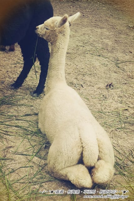 ▌嘉義．逛不膩超童趣之板陶窯交趾剪黏工藝園區❤Alina寫真篇 ▌