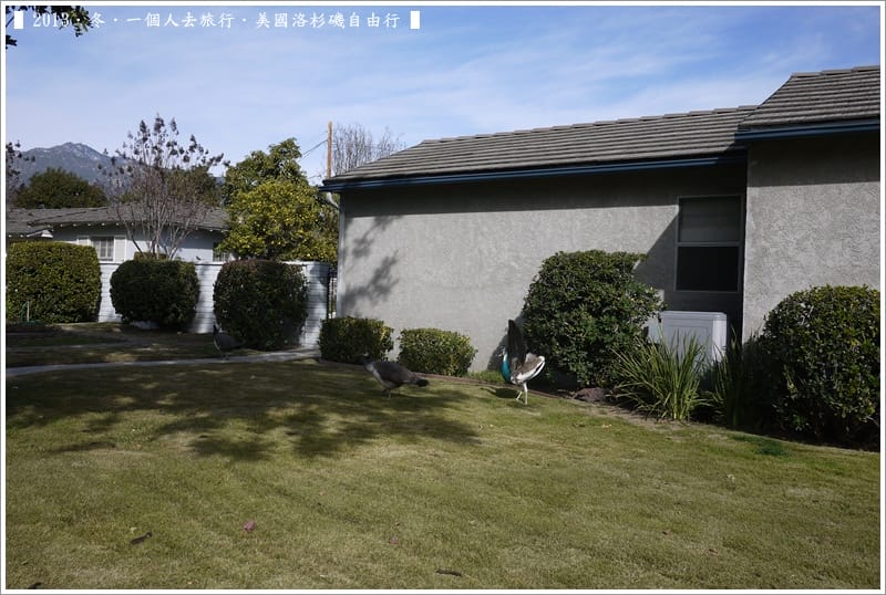 ▌2013．冬．一個人去旅行 ♫ 美國洛杉磯自由行．毫宅區野生孔雀趴趴造奇觀 ▌