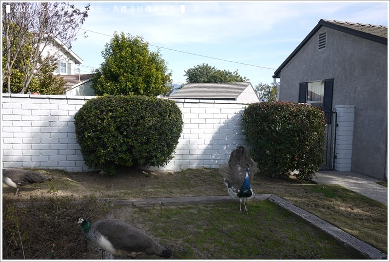 ▌2013．冬．一個人去旅行 ♫ 美國洛杉磯自由行．毫宅區野生孔雀趴趴造奇觀 ▌