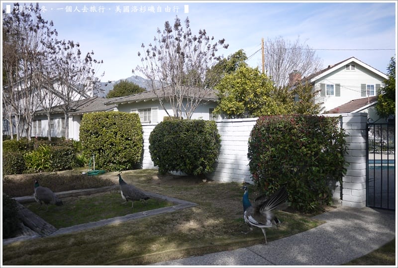 ▌2013．冬．一個人去旅行 ♫ 美國洛杉磯自由行．毫宅區野生孔雀趴趴造奇觀 ▌