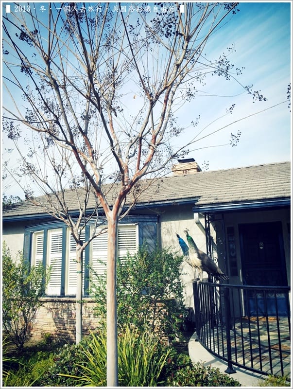 ▌2013．冬．一個人去旅行 ♫ 美國洛杉磯自由行．毫宅區野生孔雀趴趴造奇觀 ▌