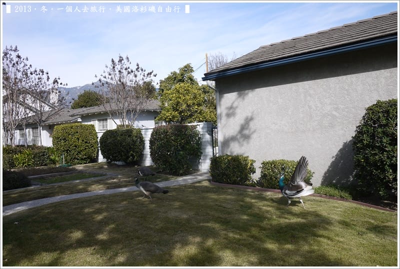 ▌2013．冬．一個人去旅行 ♫ 美國洛杉磯自由行．毫宅區野生孔雀趴趴造奇觀 ▌