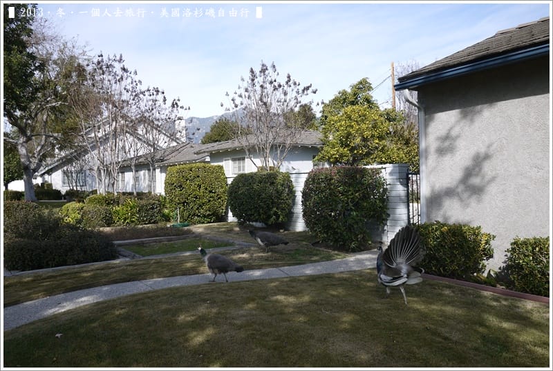 ▌2013．冬．一個人去旅行 ♫ 美國洛杉磯自由行．毫宅區野生孔雀趴趴造奇觀 ▌