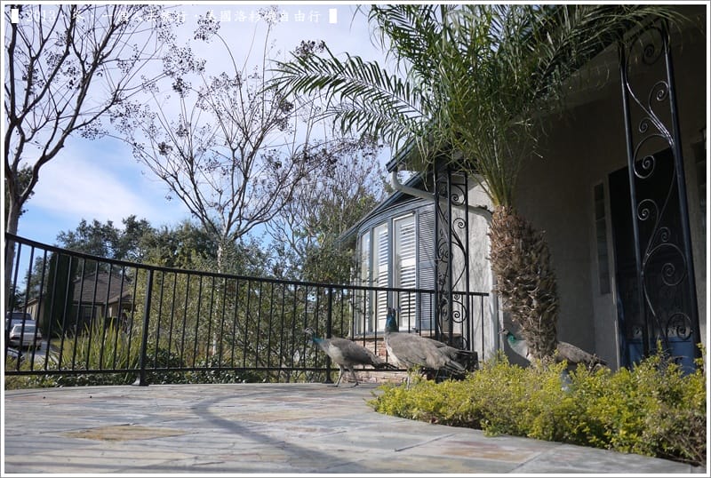 ▌2013．冬．一個人去旅行 ♫ 美國洛杉磯自由行．毫宅區野生孔雀趴趴造奇觀 ▌