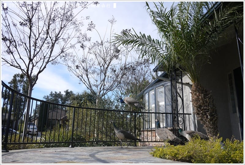 ▌2013．冬．一個人去旅行 ♫ 美國洛杉磯自由行．毫宅區野生孔雀趴趴造奇觀 ▌