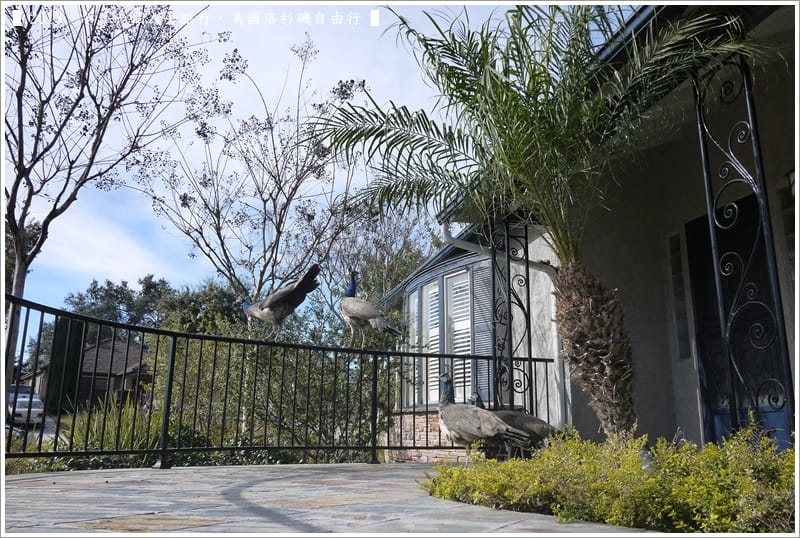 ▌2013．冬．一個人去旅行 ♫ 美國洛杉磯自由行．毫宅區野生孔雀趴趴造奇觀 ▌