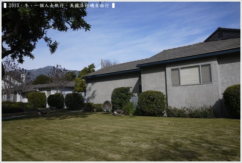 ▌2013．冬．一個人去旅行 ♫ 美國洛杉磯自由行．毫宅區野生孔雀趴趴造奇觀 ▌