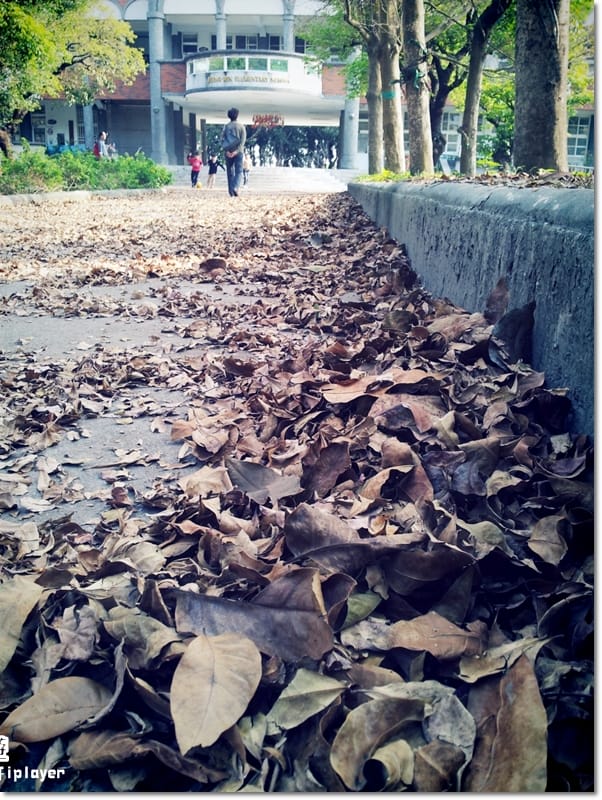 ▌雲林一日遊景點分享．徐若瑄廣告祕境拍攝地-拯民森林小學 ▌