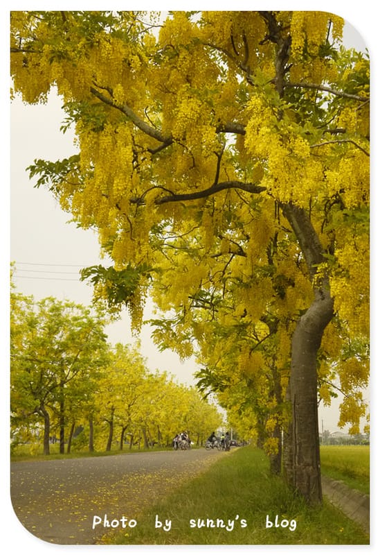 季節限定｜六月限定．黃金阿勃勒外拍日誌(嘉義+台南黃金阿勃勒景點)