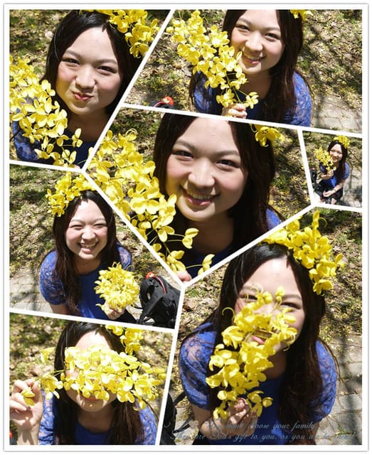 季節限定｜六月限定．黃金阿勃勒外拍日誌(嘉義+台南黃金阿勃勒景點)